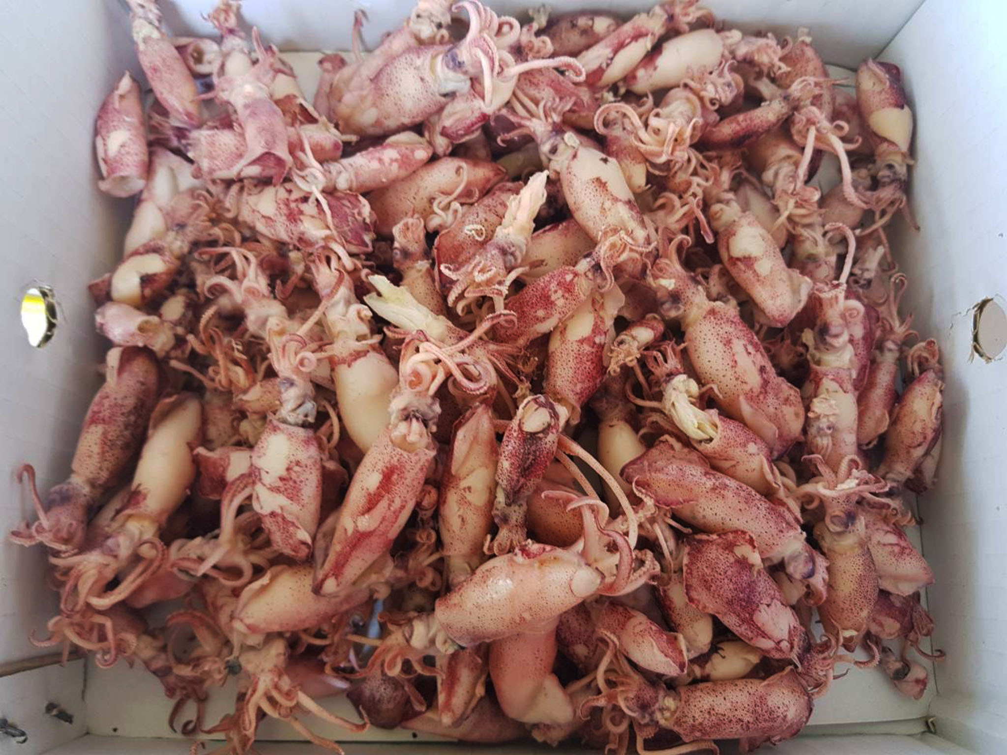 Dried Baby Squid