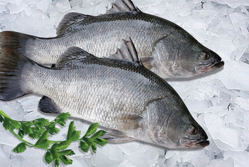 Frozen Whole Barramundi.jpg 350x350